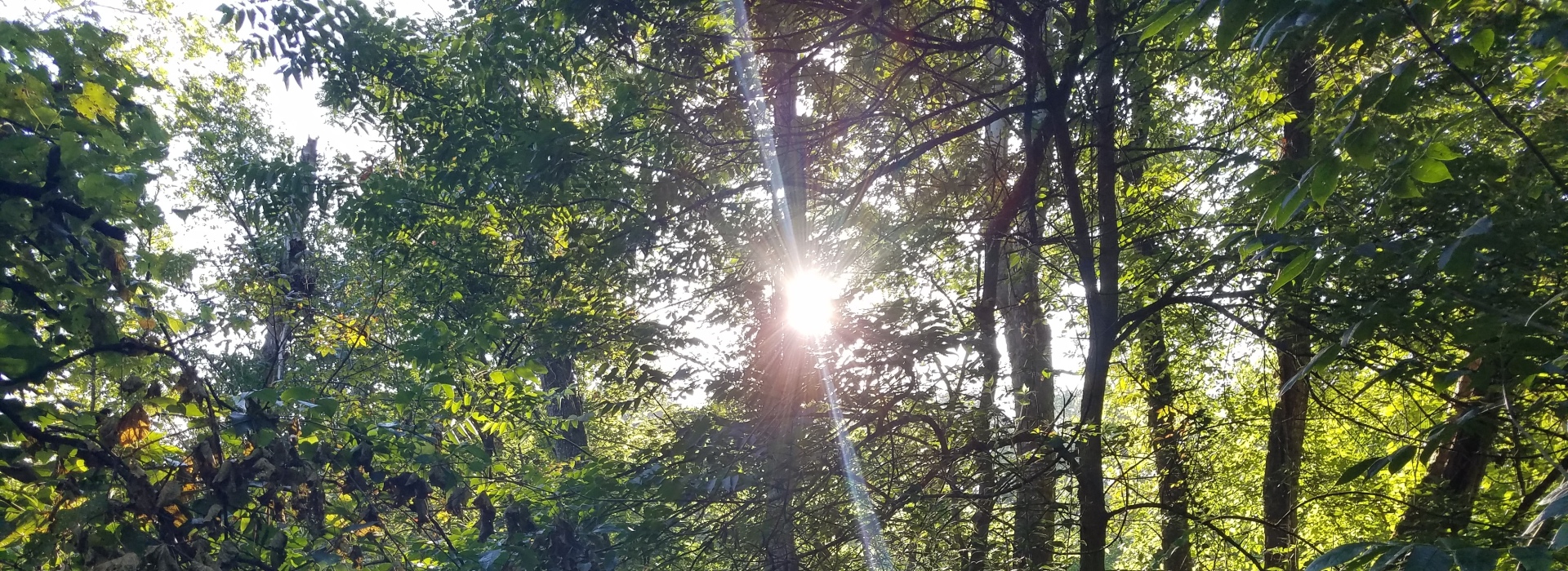 Trees at Sycamore Park